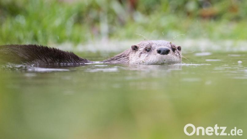 Die Jagd auf den Fischotter darf nun ganzjährig ausgeübt werden – und das fast in der ganzen Oberpfalz. Symbolbild: Lino Mirgeler/dpa