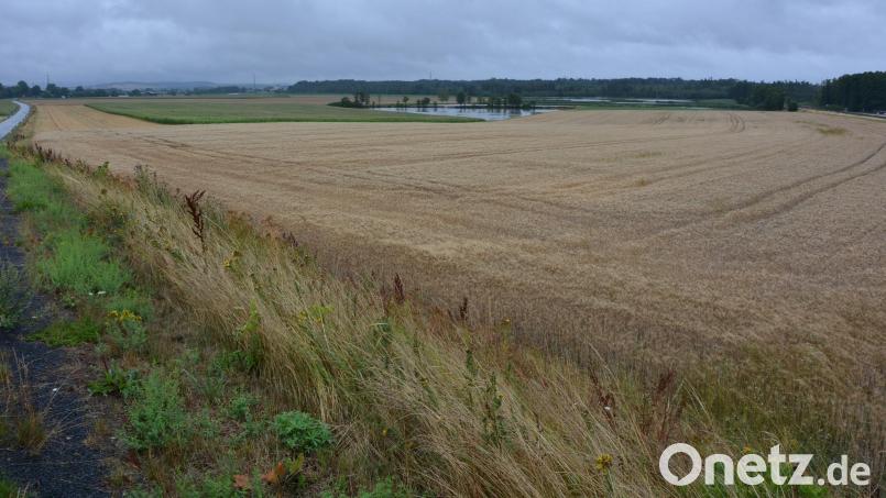 Hier soll auf einer Fläche von rund 7,5 Hektar eine Freiflächen-Photovoltaikanlage entstehen, in unmittelbarer Nähe der Gemeindeverbindungsstraße von Oberteich nach Triebendorf (links). Im Hintergrund die Löschteiche, die in einem Schadensfall für genügend Wasserreserven sorgen sollen. Bild: jr