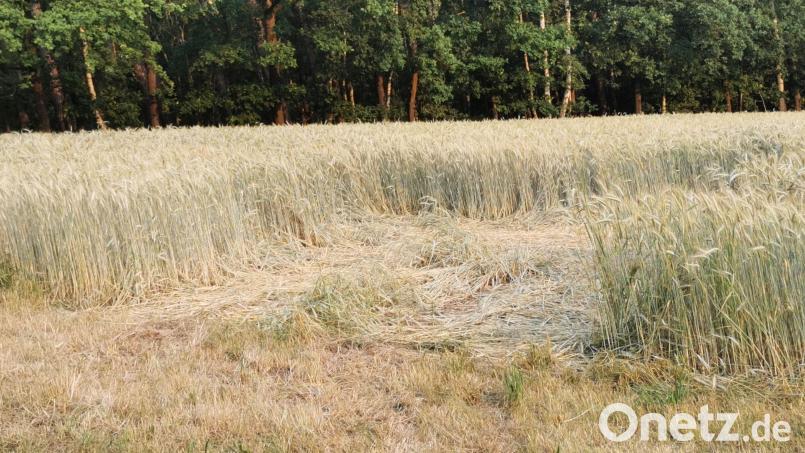 Nach vermeintlichen Bohrungen für den Süd-Ost-Link ist ein Feld bei Almesbach in der Nähe von Weiden beschädigt. Bild: Karl Meier/exb