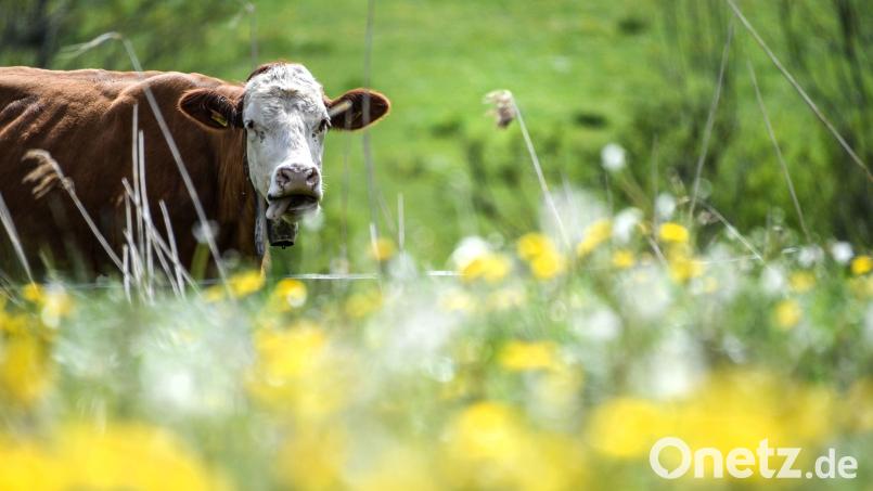 Eine Kuh stand im Landkreis Würzburg auf einem Bahngleis. Ein Güterzug musste bremsen. Symbolbild: Felix Kästle/dpa