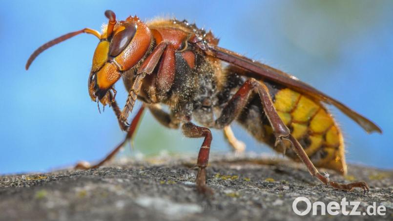Hornissen sind streng geschützt: Sie dürfen nicht getötet, ihre Nester nicht zerstört werden. Darauf weist das Landratsamt Amberg-Sulzbach hin. Bild: Patrick Pleul/dpa