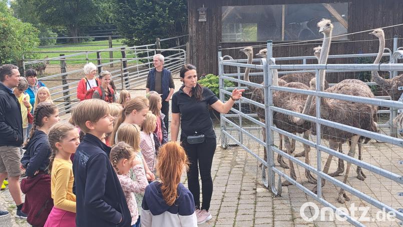 Neugierde auf beiden Seiten: Karin Franz erzählte der Gruppe Wissenswertes über die Aufzucht und die Haltung der Strauße. Bild: Freie Wähler/exb