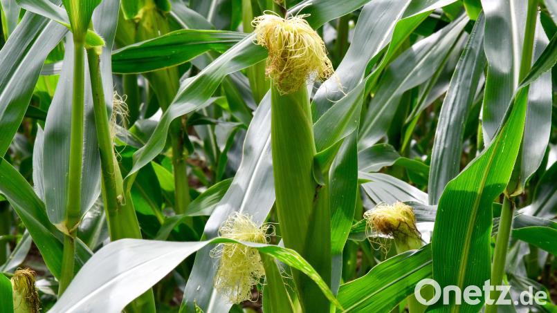 Wenn es jetzt warm und sonnig wird, tut das dem Mais gut, um die Kolben füllen zu können. Bild: Petra Hartl
