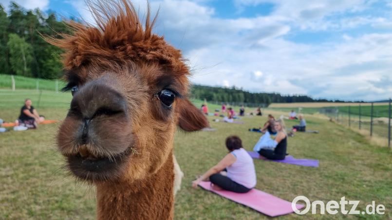 Flöckchen beobachtet neugierig die Teilnehmerinnen beim Alpaka-Yoga auf dem Konradenhof. Bild: scm