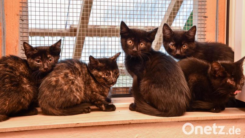 Diese fünf Babykatzen wurden in der Brauerei Bruckmüller in Amberg eingefangen. Bild: Stephan Huber