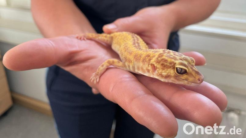 Ein Polizeibeamter präsentiert einen Afghanischen Leopardgecko im Polizeirevier in Neustadt/Saale. Bild: Polizeinspektion Halle/Saale/dpa