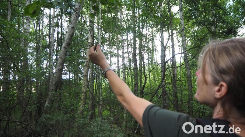 Birgit Simmeth, Gebietsbetreuerin für den Naturpark Oberpfälzer Wald, identifiziert die Moorbirke mit Hilfe ihrer Blätter. Mit zunehmenden Dürre-Phasen sieht es langfristig auch im Kulzer Moss nicht gut aus für den &quot;Baum des Jahres 2023&quot;. Bild: bl