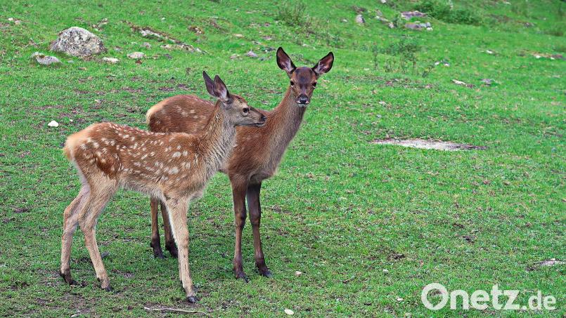 Die vor einigen Wochen geborenen zwei jungen Rotwildkälber erfreuen derzeit die Besucher des Rotwildgeheges beim Waldhaus im Steinwald Bild: bsc