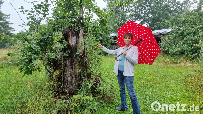 Martina Roder-Weiß zeigt der LBV-Jury einen abgestorbenen Baumstamm in ihrem Garten, dessen Totholz ein wertvoller Lebensraum für Insekten ist. Entsprechend hatten sich hier schon Hornissen angesiedelt. Bild: Sonja Kaute