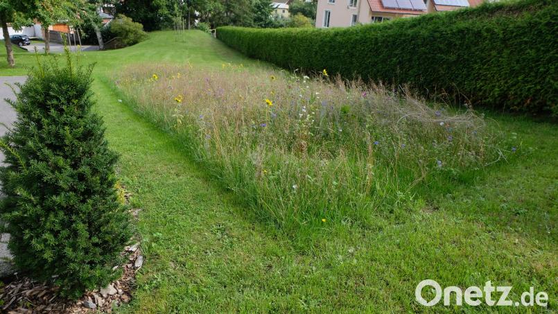 Ein Blickfang für alle Besucher und ein Insektenparadies: die Wiese in der Nähe des Rathausplatzes. Bild: le