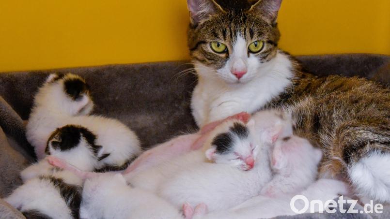 Im Tierheim Amberg brachte eine Katzenmutter acht Babys zur Welt. Die Anzahl ist dort bislang einmalig. Normalerweise haben Katzen bei eine Wurf im Schnitt drei bis fünf Junge. Bild: Petra Hartl