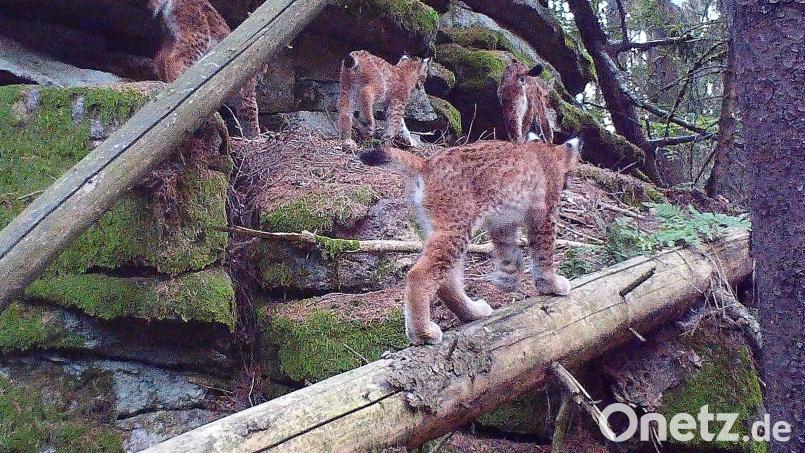 Zerklüftete Felsentürme und Waldeinsamkeit: Der Steinwald bietet dem Luchsweibchen und seinem Nachwuchs gute Lebensbedingungen. Bild: Bayerische Staatsforsten