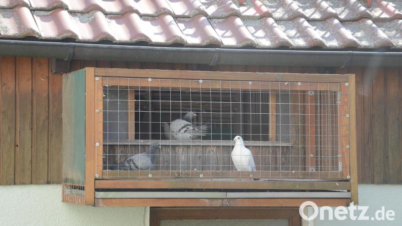 Der Marktgemeinderat Parkstein hat sich einstimmig gegen eine Taubenhaltung auf einem Grundstück im Bereich des Bebauungsplanes &quot;Schutzengel&quot; ausgesprochen. Bild: bey