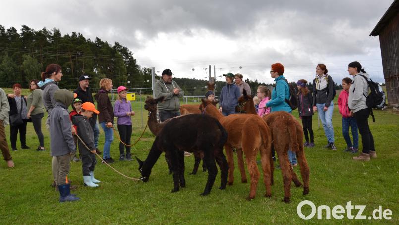 Eine Wanderung mit Alpakas genießen die Kinder und Erwachsenen am Konradenhof in Gaisheim im Ferienprogramm mit dem SPD-Ortsverein Moosbach. Bild: gi