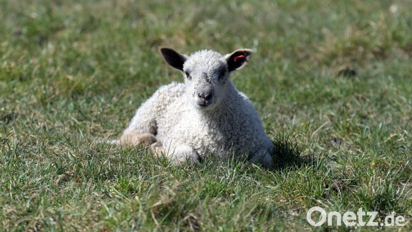 Ein Mann hat in Salzburg ein Lamm auf der Rückbank seines Autos zurückgelassen, während er eine Theatervorstellung besuchte. Symbolbild: Soeren Stache/dpa