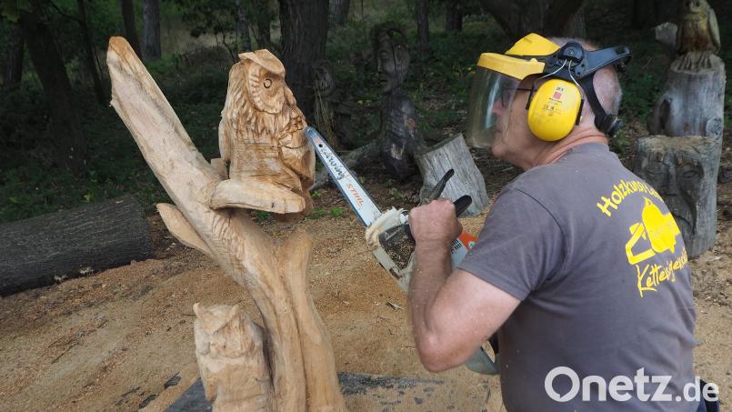 Voll konzentriert widmet sich Motorsägenschnitzer Norbert Lehner einem Eulenbaum. Bild: bl