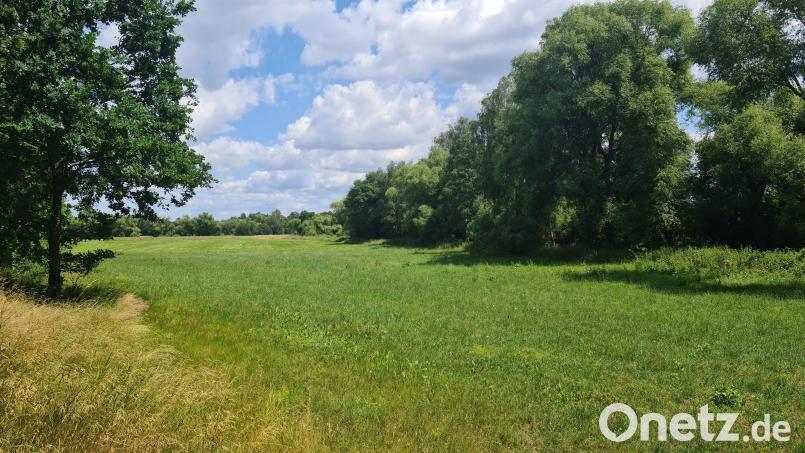 Aus Gras wird Wasser? Auf dieser Fläche zwischen Gmünd und Hütten plant die Firma Richard Suttner den Kiesabbau. Gegen die Genehmigung klagt die Stadt Grafenwöhr nun. Archivbild: sne