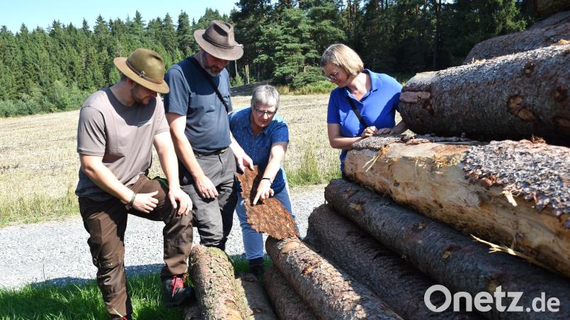 Die Förster untersuchen das gestapelte Holz und finden jede Menge Käfer in der Rinde. Bild: ubb
