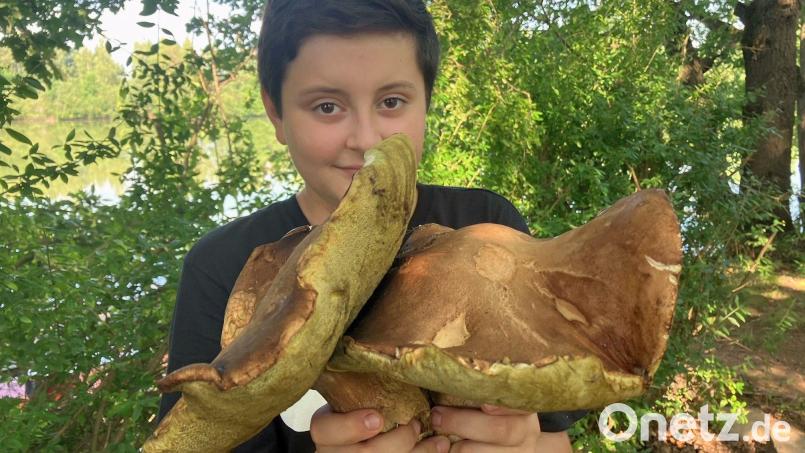 Maximilian (13) hat diesen Zwillings-Steinpilz an einem Waldweg bei Dießfurt gefunden. Knapp 1,3 Kilogramm brachte dieser Riesenpilz auf die Waage. Bild: Stefan Hänisch / exb