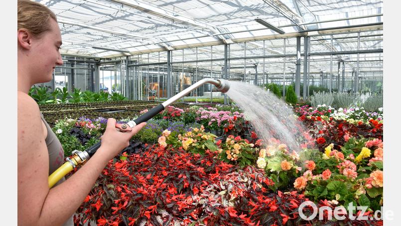 Nicht nur die Blumen in den städtischen Grünflächen, sondern auch jene, die in den Gewächshäusern an der Ohmstraße kultiviert werden, haben Durst. Bild: Stephan Huber