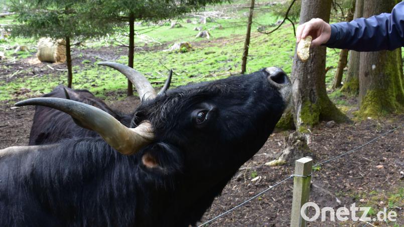 Mhh, altes Brötchen: Über den Zaun lassen sich die Heckrinder während der Führung füttern. Bild: Karin Willen/dpa