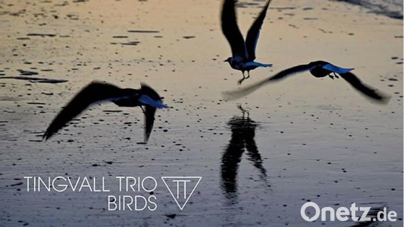 Tingvall Trio – Birds (Soulfood) Bild: Soulfood