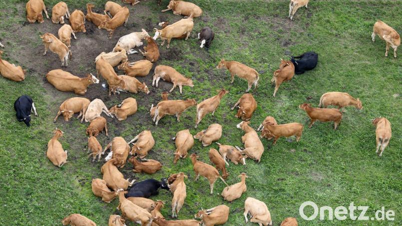 Kühe stehen und liegen auf einer Weide in der Sonne. Bild: Thomas Warnack/dpa/Symbolbild