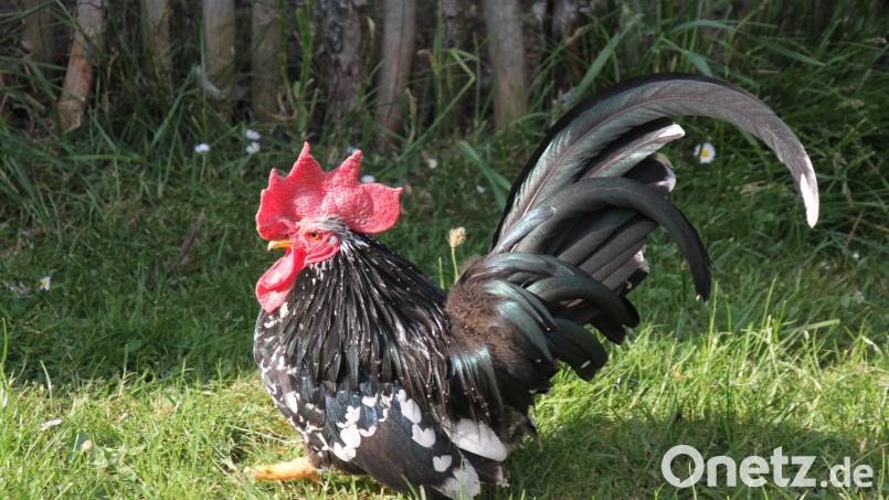 Dieser Chabo-Hahn ist bei Heike Suchanek im Garten unterwegs Bild: kro