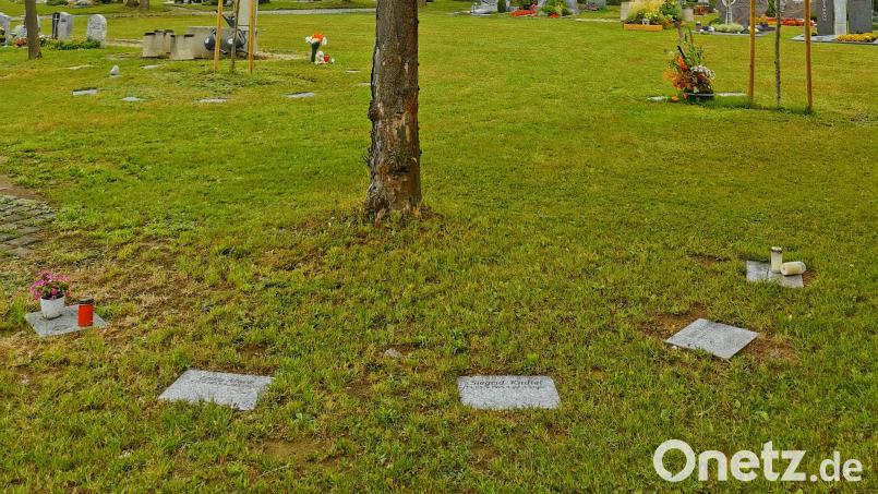 Unter den vier Laubbäumen im Friedhof Oberviechtach sind aktuell 21 Baum-Urnengräber gruppiert. Blumen, Kerzen und Engelsfiguren sind auf den Bodenplatten nur vier Wochen nach der Beisetzung erlaubt. Bild: Portner