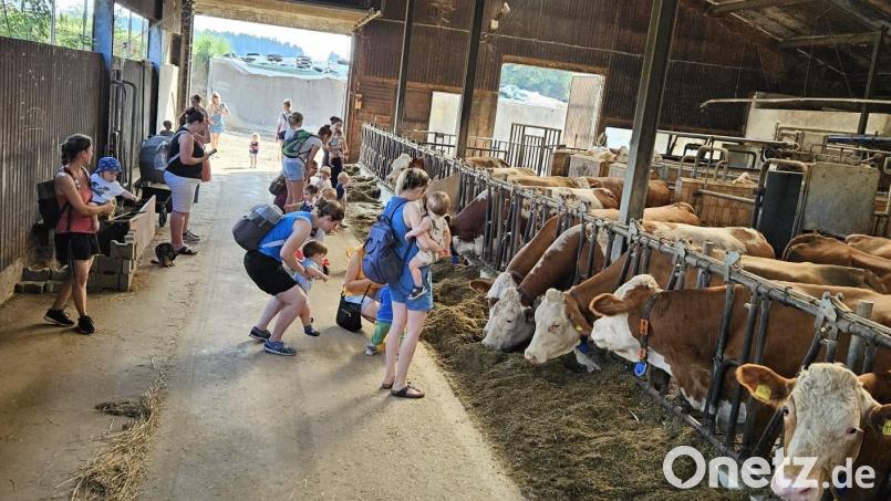 So viele kleine und große Besucher kriegen die Milchkühe nicht alle Tage zu Gesicht. Bild: gz