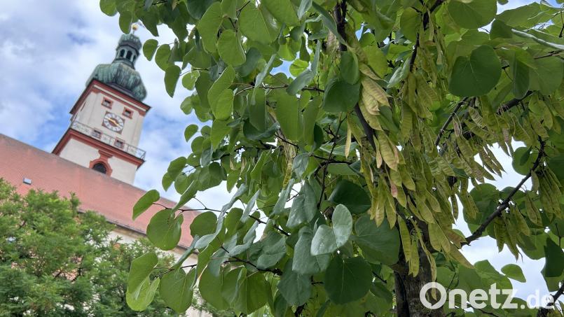 Sehr gut mit dem Klimawandel kommt der Judasbaum zurecht. Drei davon pflanzten die Stadtgärtner als Ersatz für Rotdorne am Luitpoldplatz. Bild: Andreas Royer