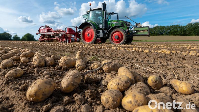 Landwirte, die ihre Kartoffelfelder während der Trockenphase bewässert haben, können mit dem Ertrag an Frühkartoffeln zufrieden sein. Die späte Ernte wird erst noch eingefahren. Archivbild: Philipp Schulze/dpa