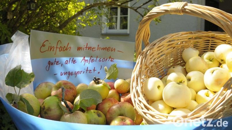 Nicht immer wird eine heimische Apfelsorte so einladend zur Mitnahme präsentiert. Doch wer die Augen beim Spaziergang offen hält, findet so manchen Baum und Strauch mit leckerem Obst – und das ganz naturbelassen. Archivbild: Petra Hartl