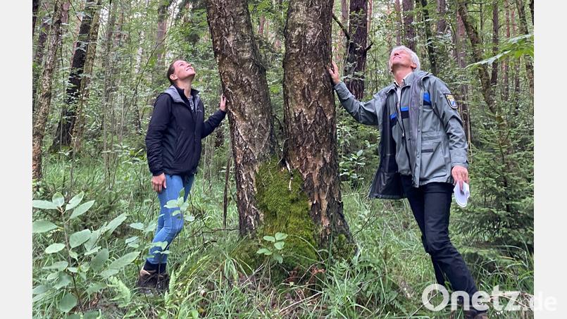 Forstdirektor Gerhard Hösl und Forstreferendarin Simone Schrenker begutachten im Waldgebiet der &quot;Moosloh&quot; eine Moorbirke. Bild: ck
