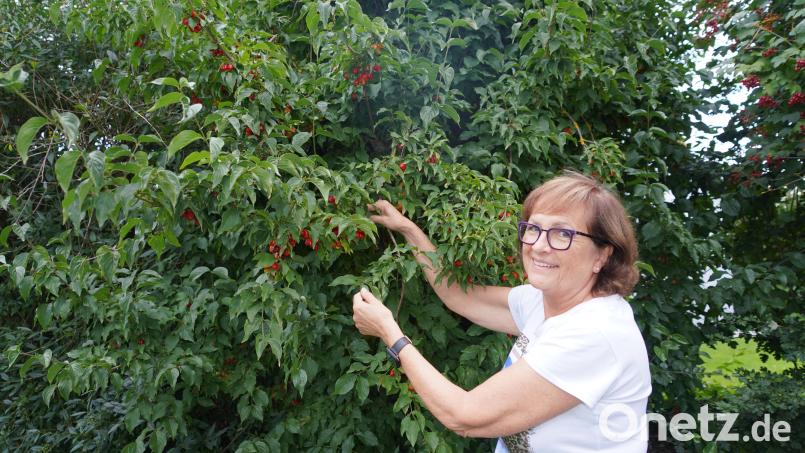 Kräuterpädagogin Gertie Kreuzer aus Waidhaus prüft, ob die Kornel-Kirschen bereits geerntet werden können. Bild: fvo