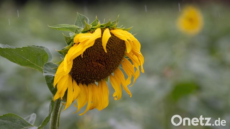 Eine Impression aus dem regnerischen August: Andy Neumaier analysiert das Sommerwetter in der Oberpfalz. Symbolbild: Sebastian Kahnert/dpa