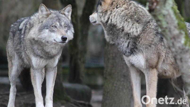 Teile der nördlichen Oberpfalz sind Wolfsgebiet. Seit Mai gibt es Regelungen, die den Abschuss von Wölfen erleichtert, sowie Schutzmaßnahmen für Landwirte und Nutztierhalter, die vor Schäden durch Wölfe schützen sollen. Bild: mfh