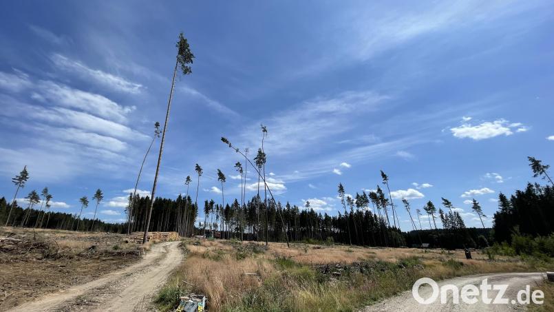 Vor wenigen Monaten stand auf dieser Fläche bei Weißenstadt noch ein Wald. Die Eigentümer haben die vom Borkenkäfer befallenen Bäume entfernt. Gut möglich, dass dies bald auch andernorts notwendig ist. Bild: Matthias Bäumler/fph/exb