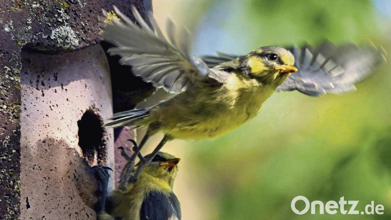 Nistkästen helfen dabei, Vögel im Garten anzusiedeln. Archivbild: Holger Schmitt/dpa