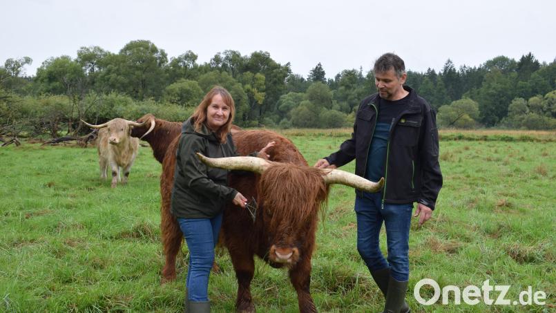 Schon den dritten Sommer beweiden vier Ochsen von Marion und Martin Wolf eine zwei Hektar große Weide in den Waldnaabauen. Die Schottischen Hochlandrinder sind aber kein Teil des Projekts „Wilde Weiden Waldnaabaue“. Bild: szl