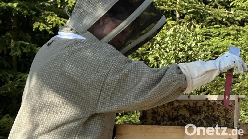 Neu-Imkerin Ramona Roderer kontrolliert die Bienenstöcke und nimmt die Rahmen mit den Waben aus dem Bienenstock. Die Imker im Verein sind heuer mit der Ausbeute in ihrem Bienenstock zufrieden. Bild: Reinald Roderer/exb