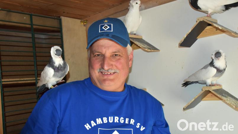 Eine der prächtigen Tauben der seltenen Rasse Felegyhazaer Tümmler aus Ungarn setzt sich frech auf die Schulter von Willi Kilian – geradezu optimal für ein Foto. Die anderen "Felis", wie er die Tiere auch nennt, bleiben ungerührt auf ihren Treppchen. Bild: ubb