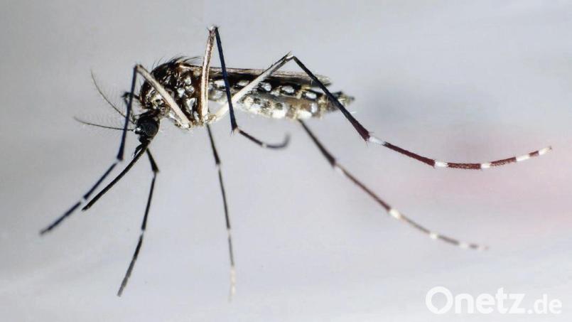 Eine Stechmücke der Art „Aedes aegypti“, auch Gelbfiebermücke, Denguemücke oder Ägyptische Tigermücke genannt. Sie überträgt verschiedene Krankheiten, darunter das Dengue-Fieber. Bild: Gustavo Amador/epa efe/dpa