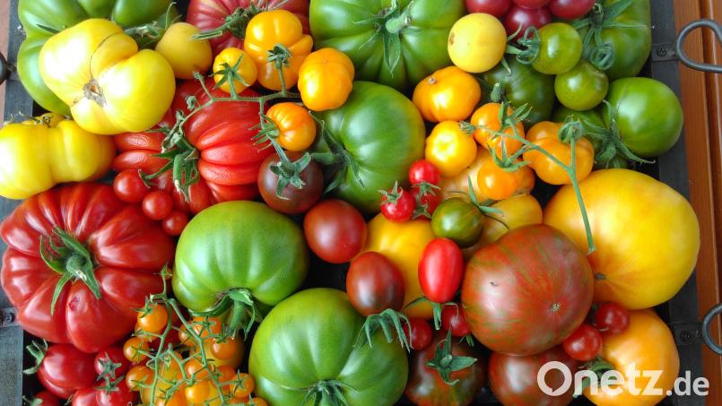 Am 16. und 17. September findet in Amberg die Ausstellung "Sonnenkind und Nachtschatten – Alles rund um die Tomate" statt. Symbolbild: bas