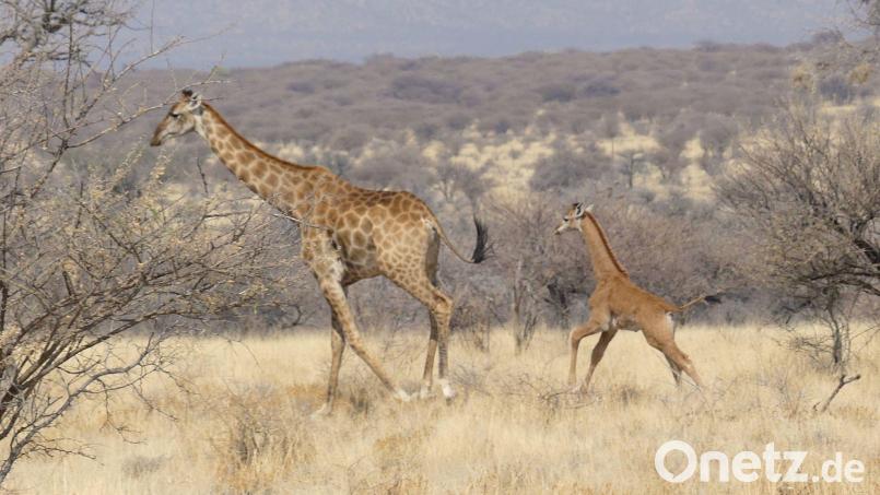 In Namibia ist dises Giraffenbaby (r) ohne Flecken in freier Wildbahn gesichtet worden. Bild: -/Eckart Demasius &amp; Giraffe Conservation Foundation (GCF)/dpa