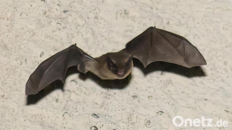 In der Abenddämmerung verlassen die Fledermäuse ihr Quartier um den Hunger zu stillen. Bild: Norbert Vetter