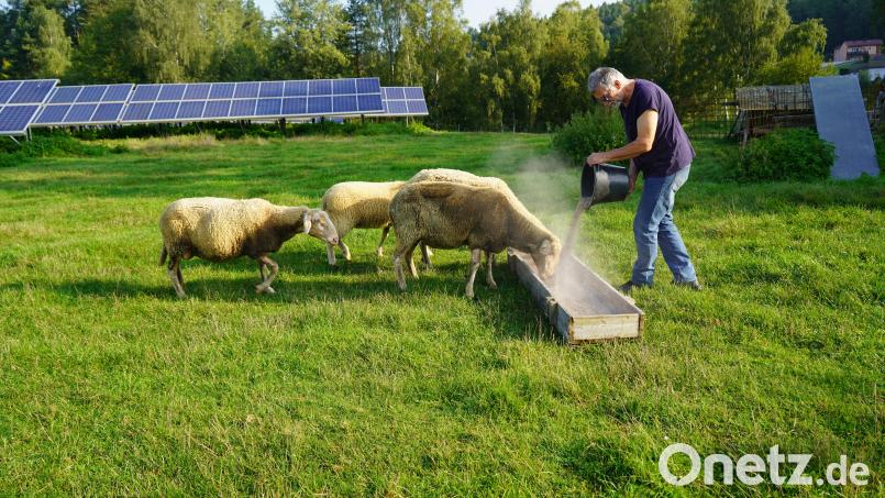 Noch füttert der Lennesriether Peter Müller ein Auge auf seine Schafe. Er füttert sie und schaut täglich nach den Tieren, die bei Flossenbürg ein Solarfeld von zu hohem Bewuchs befreien. Bis er Ende des Jahres die Schafzucht aufgibt, zählt er zu den knapp 180 Schafshaltern im Landkreis Neustadt/WN. Bild: Laura Fröhler