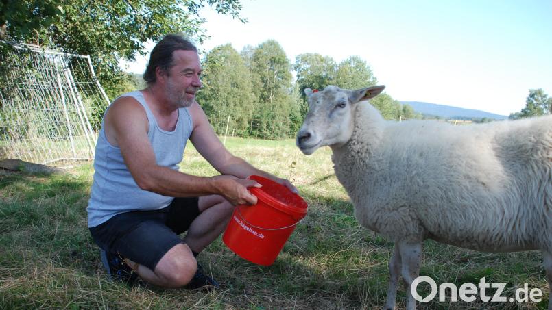 Gerald Hoch ist der Zweite Vorsitzende des Fichtelgebirgsvereins. „Die Schafe sind schon wichtig. Aber nicht nur die Schafe leisten ihren Beitrag. So um die zehn Personen sind aktiv in das Projekt eingebunden.&quot; Bild: cvl