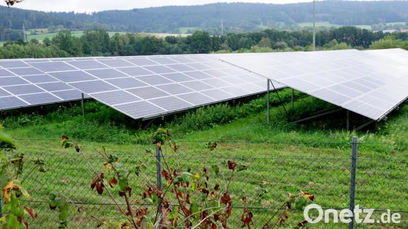 In Richtung Park würde „Münch Energie“ eine Solaranlage ausrichten. Hinter einem Grüngürtel sollen die Module verschwinden. Statt Brennnesseln unter den Modulen, wie hier bei einer Anlage in der Gemeinde Immenreuth, könnten Schafe und Hühner gehalten oder Bienenstöcke für die Honigernte aufgestellt werden. Bild: bkr