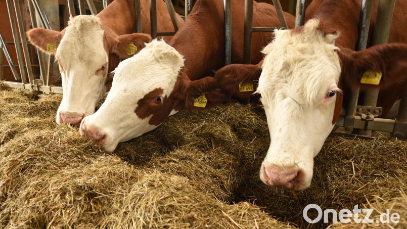 Kühe stehen in einem Laufstall. Diese Haltungsform gilt als Lösung für die Zukunft. Für kleine Nebenerwerbler in der Region ist sie kaum umsetzbar. Bild: Angelika Warmuth/dpa